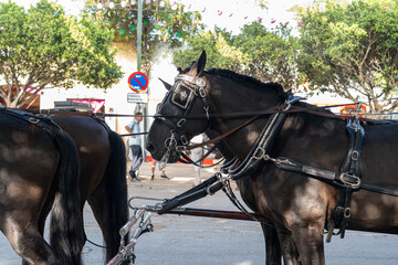 Obraz premium Celebrating Spanish culture, traditional horses dance in Malaga's iconic summer fair, showcasing equestrian excellence in the heart of Andalusia.