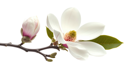 Branch of delicate white magnolia blossoms and buds with dark, textured branch against black