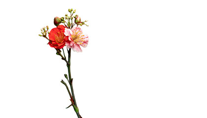 Branch of vibrant, delicate flowers with red, pink, and white petals against a dark backdrop
