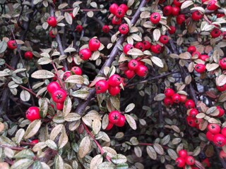 Wall Cotoneaster (Cotoneaster horizontalis)