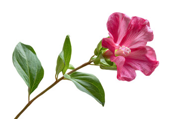 Pink Hibiscus Flower on White Background