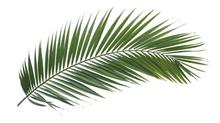 Fototapeta premium A high-resolution photograph of a single palm frond against a pure white background (1)_traced