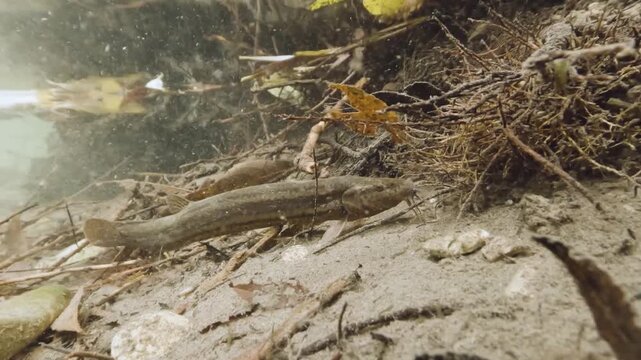 Underwater close-up video of a Weatherfish (Misgurnus fossilis) in its natural freshwater habitat. Detailed shot, natural light, calm movement, authentic European aquatic wildlife scene.