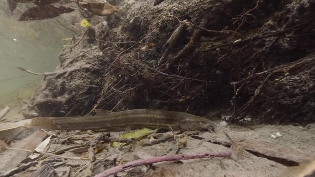 Underwater close-up video of a Weatherfish (Misgurnus fossilis) in its natural freshwater habitat. Detailed shot, natural light, calm movement, authentic European aquatic wildlife scene.