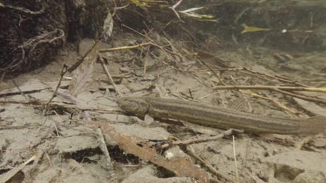 Underwater close-up video of a Weatherfish (Misgurnus fossilis) in its natural freshwater habitat. Detailed shot, natural light, calm movement, authentic European aquatic wildlife scene.