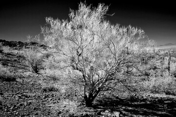 Monochrome Sonoran Desert Arizona Picacho Peak State Park