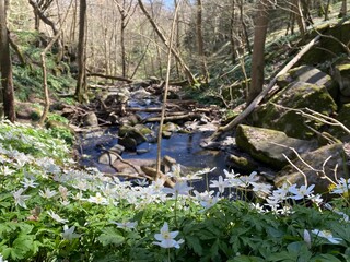 White Anemone Flower Field in Spring on Bornholm Island, Denmark