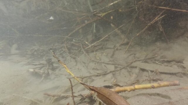 Underwater close-up video of a Weatherfish (Misgurnus fossilis) in its natural freshwater habitat. Detailed shot, natural light, calm movement, authentic European aquatic wildlife scene.