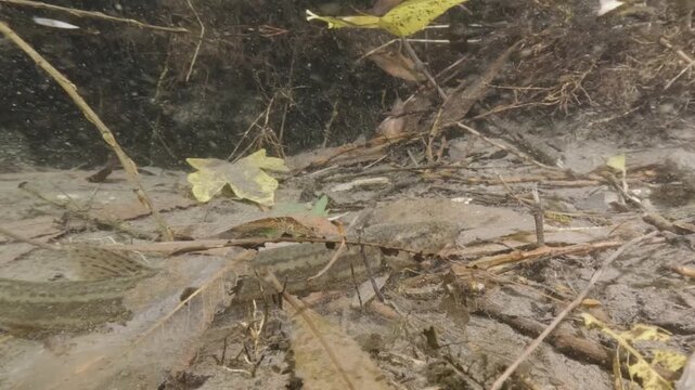 Underwater close-up video of a Weatherfish (Misgurnus fossilis) in its natural freshwater habitat. Detailed shot, natural light, calm movement, authentic European aquatic wildlife scene.