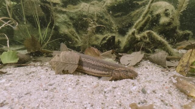 Underwater close-up video of a Weatherfish (Misgurnus fossilis) in its natural freshwater habitat. Detailed shot, natural light, calm movement, authentic European aquatic wildlife scene.