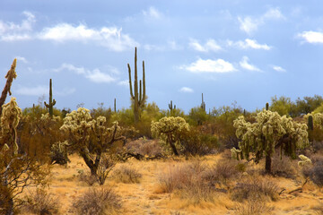 Landscape Sonoran Desert Arizona