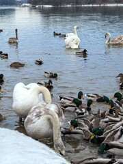 Obraz premium swans on a lake with ducks, beautiful blue water, beautiful photo of white swans, beautiful photo of ducks, birds in winter, swans in winter on a lake, ducks in winter on a lake, waterfowl