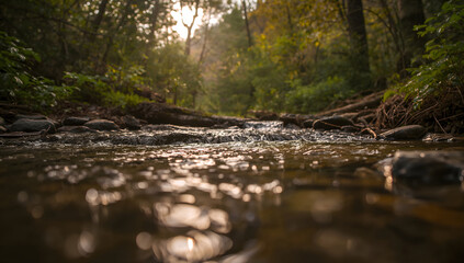 Calm Forest Stream