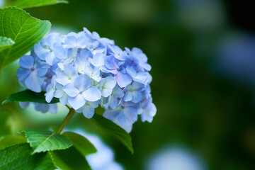 薄暗い日陰に咲く美しい水色のホンアジサイ