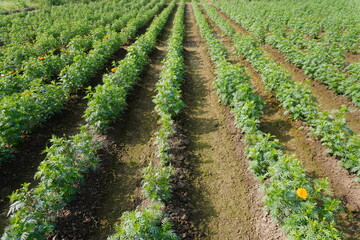 Neat Rows of Rice Paddy with Yellow Weed Flowers