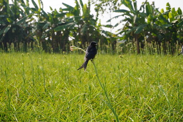 Black Drongo Perched in Lush Green Grassland