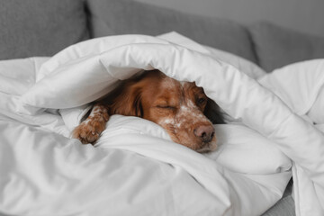 Brown white dog sleeping beneath white duvet eyes closed. Paw visible, relaxed posture. Visual...