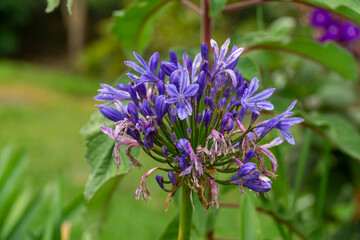 Beautiful purple Agapanthus flower cluster (Lily of the Nile) blooming in a lush garden with a soft bokeh background.