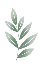 green leaves on white background