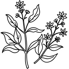 Medicinal Herbs Outline Vector Set &ndash; Minimal Botanical Line Art