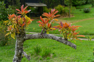 New copper-colored leaves sprouting from a pruned tree branch in a lush green garden.