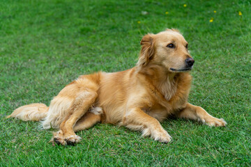 Alert golden retriever mix dog lying down on green grass in a sunny garden.