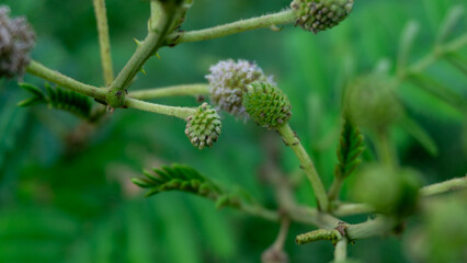 Obraz premium Close-up of Mimosa pudica buds and flowers, known as sensitive plant, with vibrant green background and shallow depth of field.