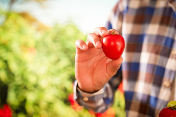 farmer man picking tomatoes at greenhouse. indoor agriculture and vegetable harvesting
