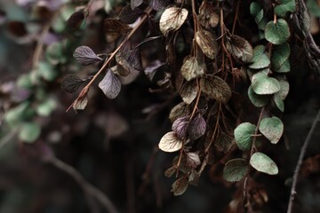 Macro texture of dried vegetation turning subtly greener at edges, regeneration suggested quietly