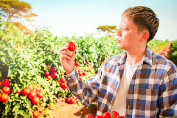 farmer man picking tomatoes at greenhouse. indoor agriculture and vegetable harvesting