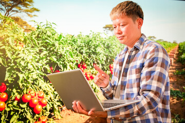 farmer man picking tomatoes at greenhouse. indoor agriculture and vegetable harvesting