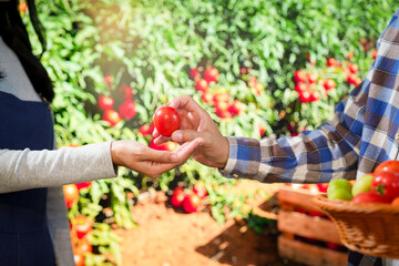 Farmers are exploring ways to grow organic tomatoes in greenhouses. They are developing smart farming systems, forging business agreements, and participating in various agricultural events.