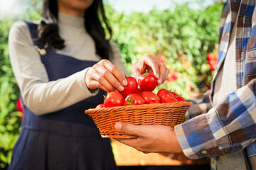 Farmers are exploring ways to grow organic tomatoes in greenhouses. They are developing smart farming systems, forging business agreements, and participating in various agricultural events.