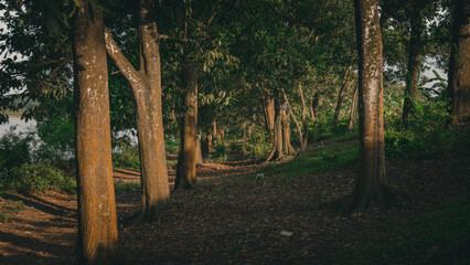 Forest pathway surrounded by tall trees and warm sunlight, creating a peaceful and cinematic woodland atmosphere. Natural landscape ideal for travel and relaxation themes. © DAILY PHOTO