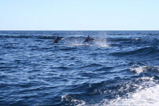 dolphins jumping in gulf of california