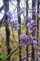 Blooming Wisteria (Glycine) with liliac flowers in the iron fence background