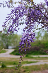 Blooming Wisteria (Glycine) with liliac flowers