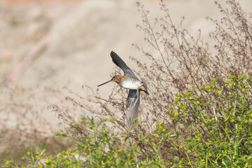Common Snipe in flight with wings outstretched, captured in sharp detail as it flies over wetland habitat, showcasing natural behavior and elegant avian motion.