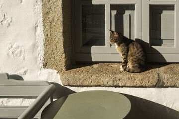 Domestic moment in Patmos, Greece, showing a tabby cat perched on a stone window ledge, gazing through a closed window with gray wooden frames.