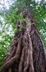 Strong stems with rootlets of common ivy wrapping around the tree trunk