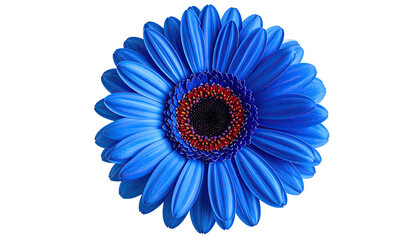 Close-up of a vibrant, digitally enhanced blue gerbera daisy with a dark center and petal details