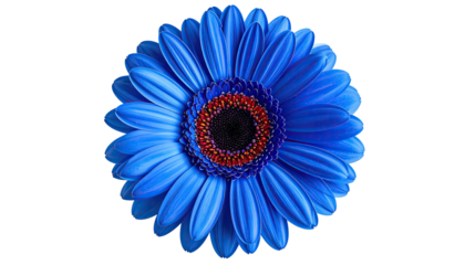 Close-up of a vibrant, digitally enhanced blue gerbera daisy with a dark center and petal details