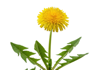 A single vibrant yellow dandelion in full bloom, hyper-detailed macro shot with razor-sharp focus against a transparent studio background with copy space, natural vitality and spring concept.