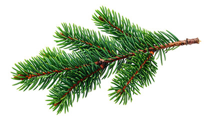 Close-up of a vibrant green evergreen branch with sharp needles, isolated on transparent