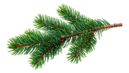 Close-up of a vibrant green evergreen branch with sharp needles, isolated on transparent