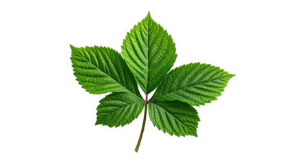 Close-up of a vibrant green leaf, isolated on a black background, showing textured details
