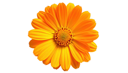 Close-up of a vibrant, open, daisy-like flower featuring bright orange petals and a central disk