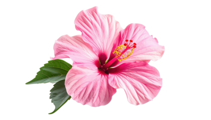 Close-up of a vibrant pink flower with a contrasting red center, accompanied by green foliage