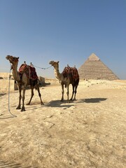 Two camels with saddles are tied near the Great Pyramid of Giza. The structure looms in the background under a bright blue sky. It is a sunny day in Egypt