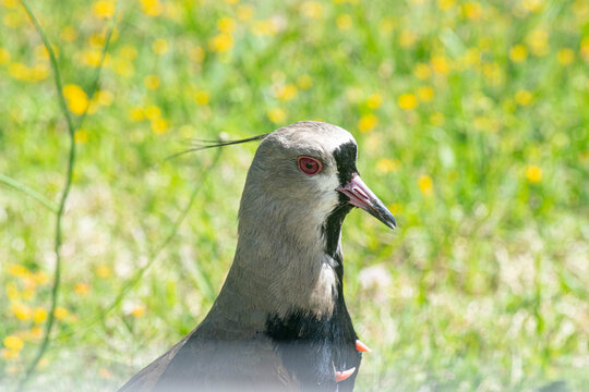 close-up of a tero tero in the field